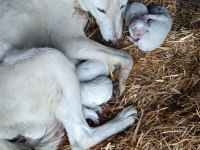 Çiftlik Ortamında Büyüyen Yavru Köpekler