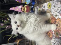 British longhair yavru kediler