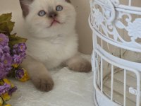 BRİTİSH SHORTHAİR BEBEKLER