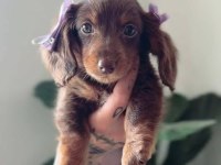 Chocolate Tan Long Hair Dachshund Bebekleri