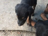 Doberman 35 günlük dişi