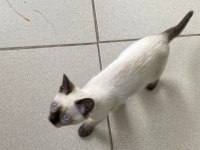 İKİ BUÇUK AYLIK SİYAM BLUE POİNT DİŞİ KEDİ