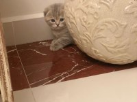 2 aylık scottish fold minikler