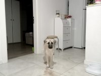 2,5 aylık kangal yavrusu