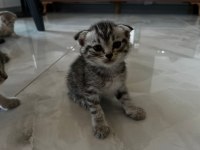 DİŞİ ERKEK KALİTELİ YAVRULAR