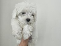Maltese terrier o numara