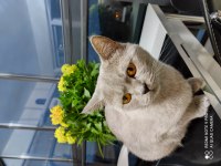 British shorthair kedimiz yeni yuva arıyor