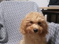 4 aylık minyatür poodle yavruları