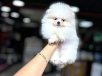 Pomeranian boo yavrumuz