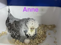 ELE KOLA ALIŞTIRMALIK ÜST DÜZEY ERKEK ŞHOW JUMBO MUHABBET