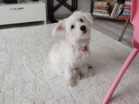 5 aylık yavru maltipoo
