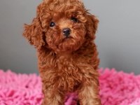 Orjinal Toy Poodle Yavruları