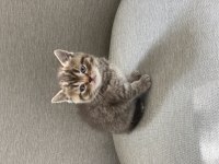 Golden tabby scottish straight