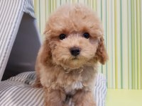 F2 MALTİPOO YAVRULARI