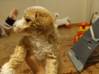 2.5 Aylık maltipoo