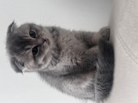 ÖZEL SCOTTİSH KEDİMİZ