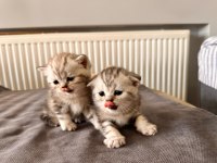 Scottish Fold Ve British shorthair Gold ve Silver yavrular