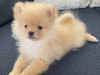 2 aylık erkek Pomeranian Pablo