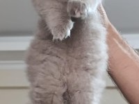 Küçük british longhair kedilerim