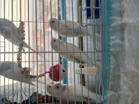 2 Aylık Muhabbet Kuşu Yavruları