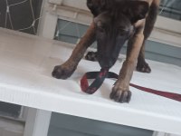 Belçika kurdu malinois köpeği