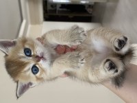 Safkan british shorthair golden yavrular