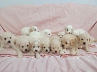 Irk Ve Sağlık Garantili Maltıpoo Yavrular