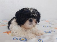 Ev Ortamında Büyüyen Shih Tzu Yavrular