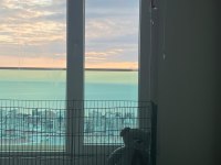 French bulldog bebek