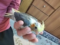 2 aylık sultan papağanı