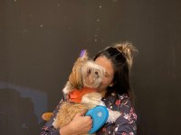 DİŞİ Shih-Tzu (Şitsu) LİYA