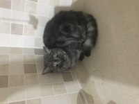 British shorthair güzel kızımıza kalıcı yuva arıyoruz