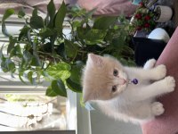 20 günlük scottish fold yavrular rezerve