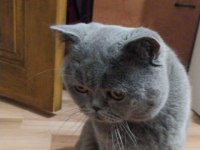 British Shorthair Kedisi