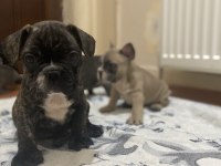 French bulldog yavrular