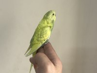 BEBEK MUHABBET KUŞU YENİ YEME DÜŞMÜŞ GÖNDERİM VAR