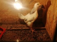 Susexs light ve amrucana mavici