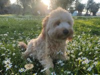 10 Aylık Eğitimli Maltipoo