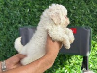Muhteşem Maltese Terrier Yavrularımız