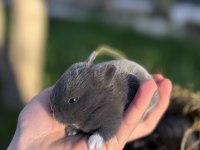 Cüce Tavşan / Netherland Dwarf