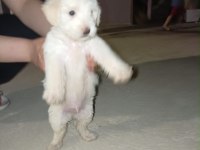 Maltese Terrier Köpeği