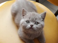 British Shorthair lilac cinsi