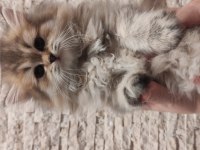Golden Longhair Kedisi