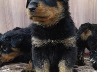 Rottweiler Yavru Kediler