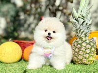 Safkan pomeranian yavrular