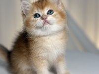Show Class Golden British Shorthair Prenses
