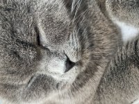 Kızımıza yuva arıyoruz scottish fold