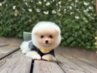 Sevimli Pomeranian