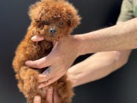 Yasal ruhsatlı çiftlikden ziyarete açık kore toy poodle