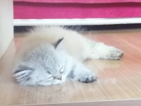 2.5 aylık dişi british shorthair kedisi
